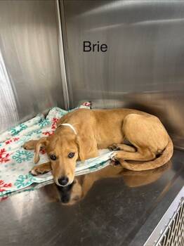 Rescue Hound Dogs for Adoption in Knoxville, Tennessee - Brie | PetCurious