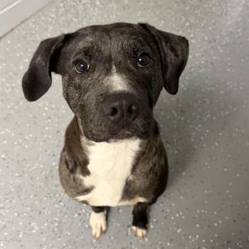 Mixed Breed Dogs Available for Adoption - Focus | PetCurious