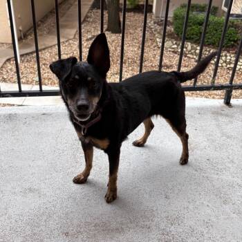 Eloise -  Chihuahua and Mixed Breed Dog for Adoption in Cheyenne, Wyoming - Eloise | PetCurious
