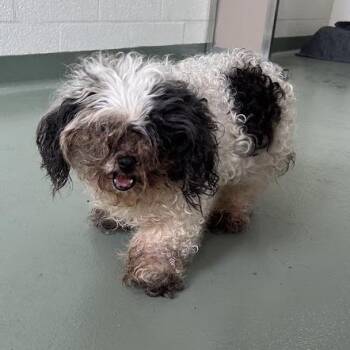 "Cricket" -  Poodle Dog for Adoption in Lyndhurst, Virginia - "Cricket" | PetCurious