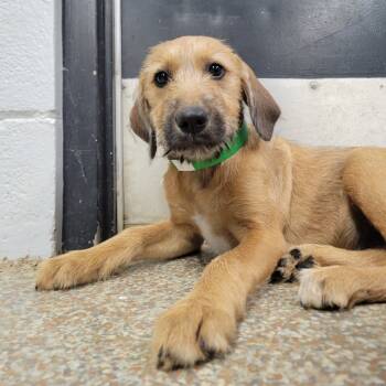 Rescue Hound and Wirehaired Terrier Dogs for Adoption in Cabot, Arkansas - (Found) Fudge Round | PetCurious