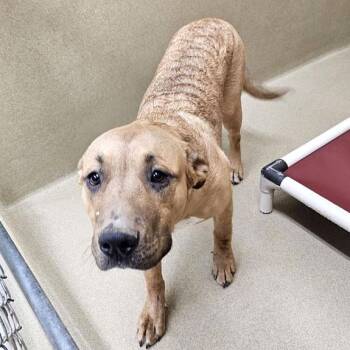 Lily -  Yellow Labrador Retriever and Great Pyrenees Dog for Adoption in Monroe, Georgia - Lily | PetCurious