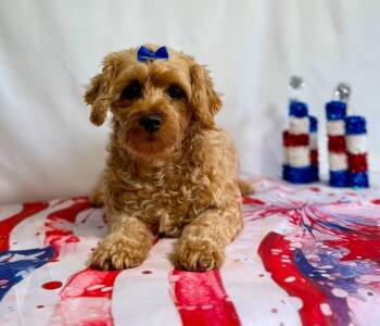 Ginger -  Miniature Poodle Dog for Adoption in New Stanton, Pennsylvania - Ginger | PetCurious
