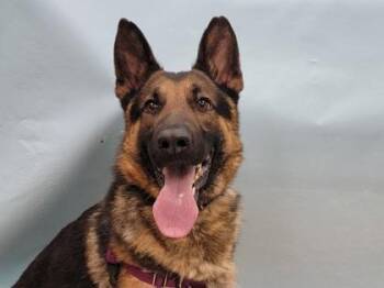 Zeus -  German Shepherd Dog Dog for Adoption in Minneapolis, Minnesota - Zeus | PetCurious