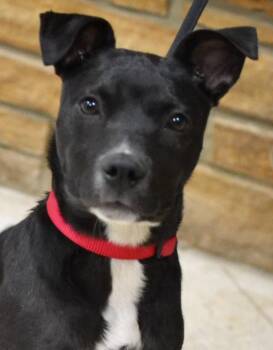Pit Bull Terrier Dogs Available for Adoption in Memphis, Tennessee - Trina | PetCurious