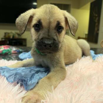 Puppy Green -  Bullmastiff and German Shepherd Dog Dog for Adoption in Manchester, Pennsylvania - Puppy Green | PetCurious