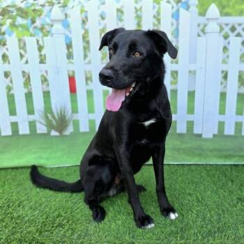 Labrador Retriever Dogs Available for Adoption in Long Beach, California - KING | PetCurious