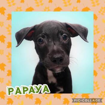 Papaya -  Terrier Dog for Adoption in Ringwood, New Jersey - Papaya | PetCurious