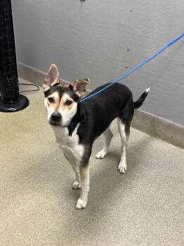 German Shepherd Dog and Mixed Breed Dogs Available for Adoption in Las Vegas, Nevada - GAMORA | PetCurious