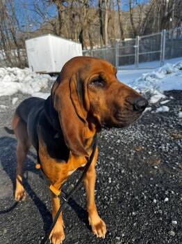 Bloodhound Dogs Available for Adoption - Heidi (3yo, 60lbs) | PetCurious