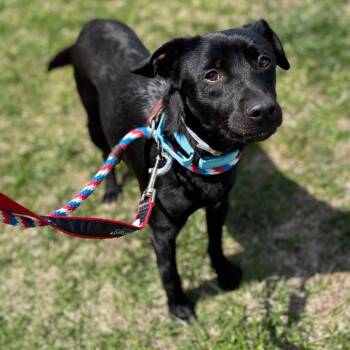 Mixed Breed Dogs Available for Adoption in New York, New York - Mitch | PetCurious