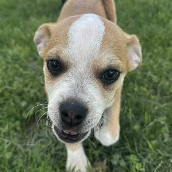 Oinkers -  Chug Dog for Adoption in Auburn, Nebraska - Oinkers | PetCurious