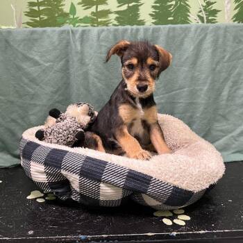 Blue -  Schnauzer Dog for Adoption in Logan, Utah - Blue | PetCurious