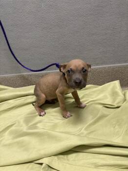 MILO -  Pit Bull Terrier Dog for Adoption in Las Vegas, Nevada - MILO | PetCurious