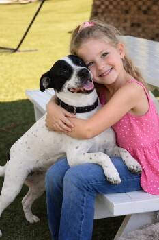 Australian Cattle Dog Blue Heeler Dogs Available for Adoption in Rockville, Maryland - Keira | PetCurious