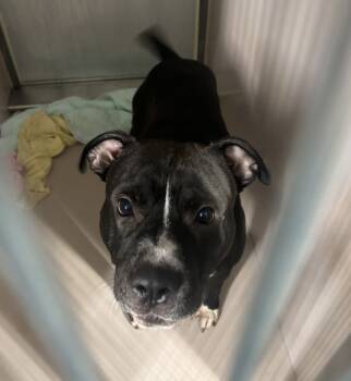 Rescue Mixed Breed Dogs for Adoption in New York, New York - Cauliflower | PetCurious