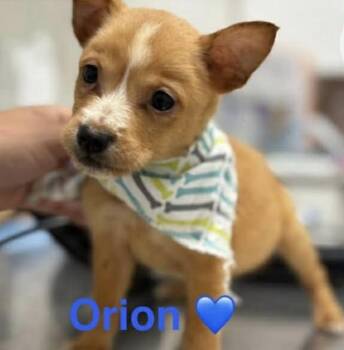 Shih Tzu and Chihuahua Dogs Available for Adoption - Orion | PetCurious