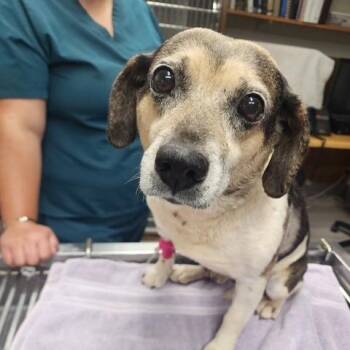 Geoffrey -  Beagle and Mixed Breed Dog for Adoption in Fairfax Station, Virginia - Geoffrey | PetCurious