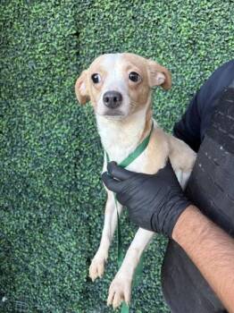 Chihuahua and Mixed Breed Dogs Available for Adoption - Sol | PetCurious