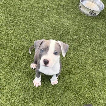 Kratos 3586 -  Pit Bull Terrier and Terrier Dog for Adoption in Loxahatchee Groves, Florida - Kratos 3586 | PetCurious
