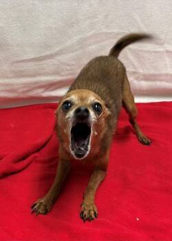 Obi -  Chihuahua Dog for Adoption in Genoa, Illinois - Obi | PetCurious