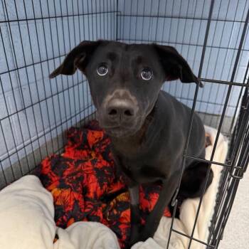 Merida -  Black Labrador Retriever Dog for Adoption in Martinsville, Virginia - Merida | PetCurious
