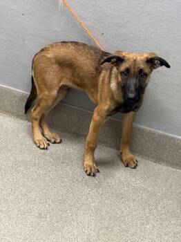 RICKY -  Belgian Shepherd Malinois Dog for Adoption in Las Vegas, Nevada - RICKY | PetCurious