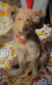 Rescue Aussiedoodle and Siberian Husky Dogs for Adoption in Woolwich, Maine - Margaux | PetCurious