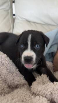 Navy -  Border Collie Dog for Adoption in Richmond, Texas - Navy | PetCurious