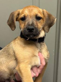 Terrier and Dachshund Dogs Available for Adoption - Pebble | PetCurious