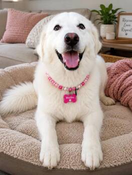 Malibu -  Great Pyrenees Dog for Adoption in Houston, Texas - Malibu | PetCurious