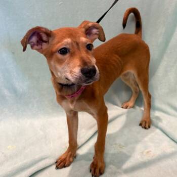 IVHS-Stray-142855 -  Shepherd Dog for Adoption in San Gabriel, California - IVHS-Stray-142855 | PetCurious