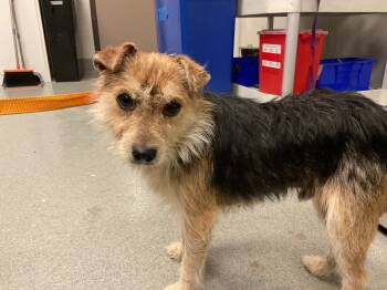 Rescue Parson Russell Terrier and Mixed Breed Dogs for Adoption in Ontario, California - BEAR | PetCurious