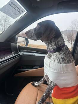 German Shorthaired Pointer Dogs Available for Adoption - Willow | PetCurious