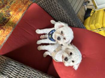 Rescue Maltipoo Dogs for Adoption in Rockville, Maryland - Peppy And Zippy | PetCurious
