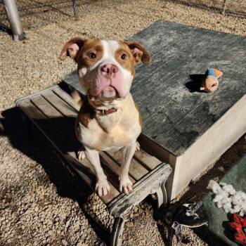Pit Bull Terrier and Mixed Breed Dogs Available for Adoption in Indianapolis, Indiana - SPIDER | PetCurious