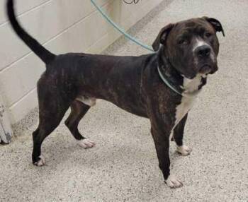 Boomer -  Pit Bull Terrier and Mixed Breed Dog for Adoption in Kansas City, Missouri - Boomer | PetCurious