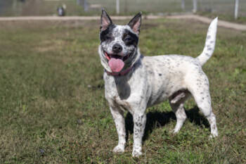 Rescue Cattle Dog and Mixed Breed Dogs for Adoption in West Chester, Pennsylvania - Boris Fka Dog 14 | PetCurious