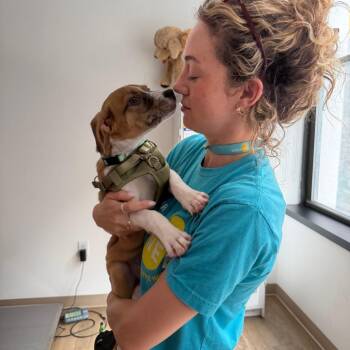 Cedar -  Mixed Breed Dog for Adoption in Wantagh, New York - Cedar | PetCurious