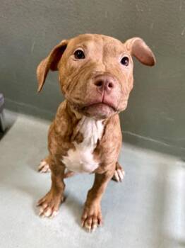 Gordon V. -  Pit Bull Terrier and Mixed Breed Dog for Adoption in New Orleans, Louisiana - Gordon V. | PetCurious