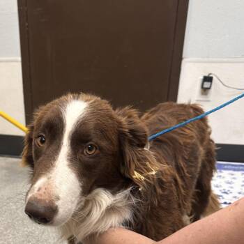 Marshall -  Border Collie Dog for Adoption in Durango, Colorado - Marshall | PetCurious