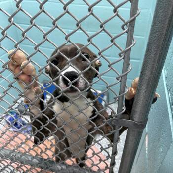 Mixed Breed Dogs Available for Adoption in Port Charlotte, Florida - 0510-D26 | PetCurious