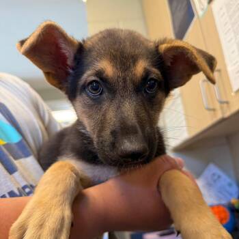 Gellar -  German Shepherd Dog Dog Available for Adoption in Wilmington, Delaware - Gellar | PetCurious