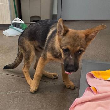 Greta -  German Shepherd Dog Dog for Adoption in Chattanooga, Tennessee - Greta | PetCurious