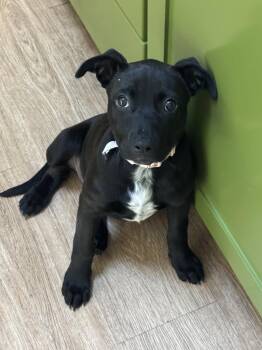 Latte -  Labrador Retriever and Pit Bull Terrier Dog for Adoption in Evergreen, Colorado - Latte | PetCurious