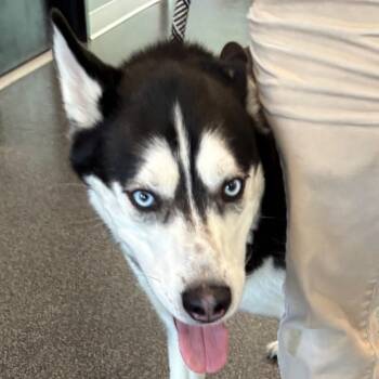 Mixed Breed Dogs Available for Adoption in Allentown, Pennsylvania - Francis | PetCurious