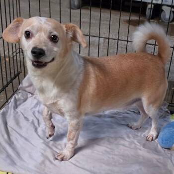 Buzz -  Mixed Breed Dog for Adoption in Leander, Texas - Buzz | PetCurious