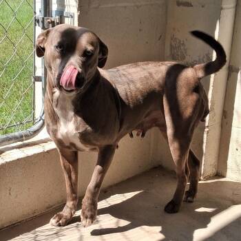 Fiona 4221 -  Pit Bull Terrier Dog for Adoption in Loxahatchee Groves, Florida - Fiona 4221 | PetCurious