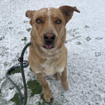 Mixed Breed Dogs Available for Adoption - Lola | PetCurious