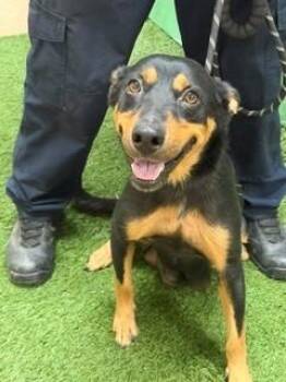 Mona 179470 -  Australian Kelpie Dog for Adoption in Visalia, California - Mona 179470 | PetCurious